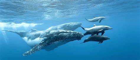 Whale Watching - Mirissa