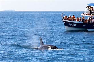 Whale Watching Image 1